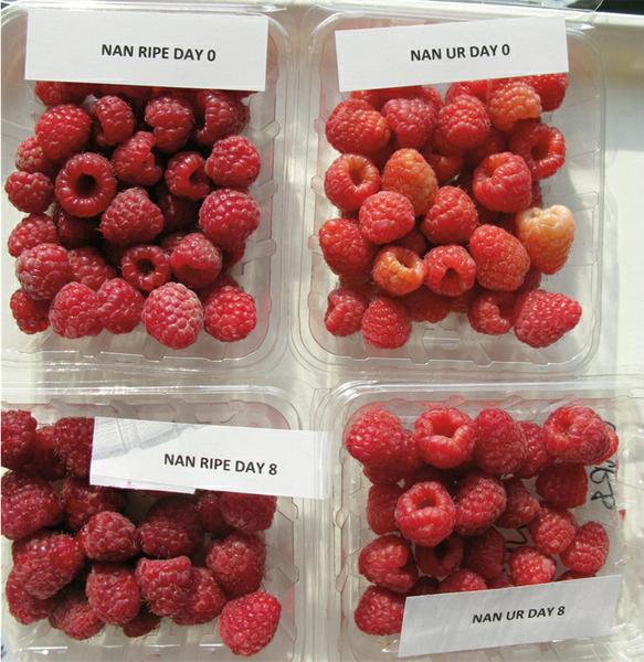 Four containers of raspberry fruit at varying stages of ripening.